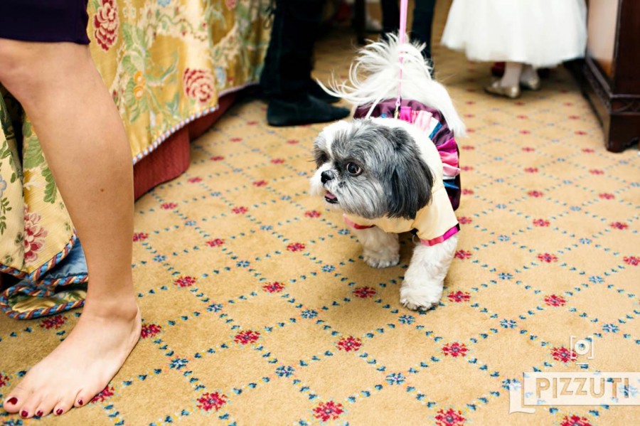 Wedding Dog Boston Harbor Hotel Wedding